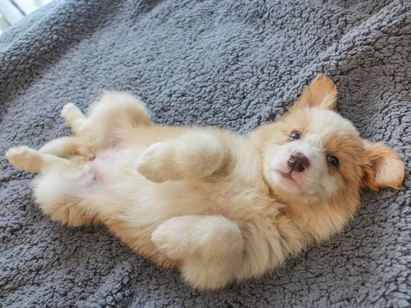 Plush Pet Blanket Mat for Dogs and Cats